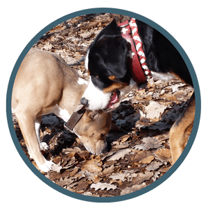 Hundeschule in Berlin - Spezialtraining Anti Giftköder Training - Hund schnüffeln am Boden
